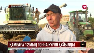 Алматы облысының Балқаш ауданында 12 мың тонна күріш жиналды