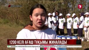 Балқашта ерікті жастар 200 келі жиде тұқымын жинады