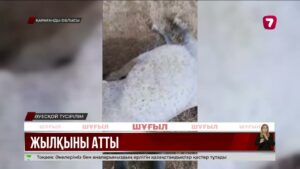Қарағандыда жергілікті шаруа бір үйір жылқыны қырып тастады