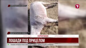 Фермер в Карагандинской области расстрелял 17 лошадей