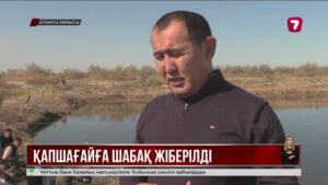 Қапшағай су қоймасына құнды балық түрлерінің шабағы жіберілді