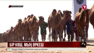 Мың түйеден құралған керуен: қазақстандық кәсіпкер әлемдік рекорд жасады