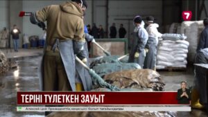 Оралдағы тері өңдеу зауыты қайта іске қосылды