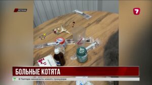 Скандал с больными котятами в Астане продолжается