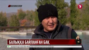 Мәрлен Тұрсынәлі Есік өзенінде форель балығын өсіреді