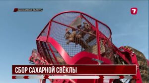 В Жамбылской области фермеры собирают 200 тысяч тонн сахарной свёклы