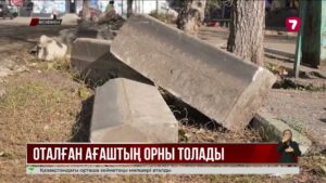 Өскеменде заңсыз кесілген ағаштардың орнына жаңа көшеттер егіледі