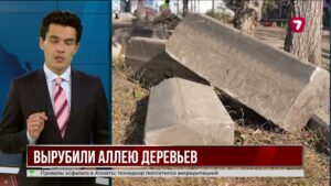 В центре Усть-Каменогорска вырубили десятки деревьев — власти начали проверку