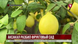 70-летний житель Жамбылской области вырастил в своём дворе цитрусовый сад