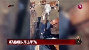 БҚО тұрғыны өрістегі малды қашықтан суаратын қондырғы ойлап тапты