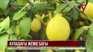 Жамбылдық қария ауласын цитрус бағына айналдырған