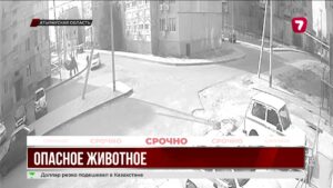 В Атырауской области верблюд травмировал 10-летнего ребёнка