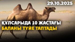 Құлсарыда 10 жастағы баланы түйе таптады | 29.10.2025