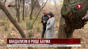 В Алматы неизвестные подпилили и сожгли деревья в роще Баума