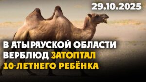 В Атырауской области верблюд затоптал 10-летнего ребёнка | 29.10.2025