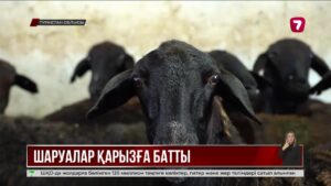 Түркістан облысында шаруалар уәде етілген субсидияны ала алмай отыр