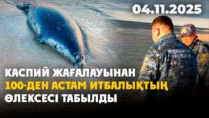 Каспий жағалауынан 100-ден астам итбалықтың өлексесі табылды | 03.11.2025