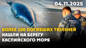 Более 100 погибших тюленей нашли на берегу Каспийского моря | 04.11.2025