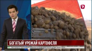 В Алматинской области собрали рекордный урожай картофеля