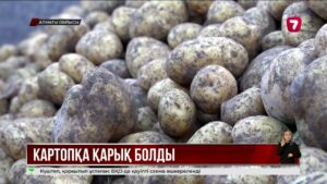 Алматы облысында картоп жинау науқаны аяқталды