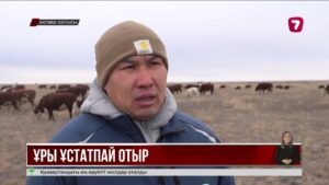 Хромтау ауданында мал ұрлығы тыйылмай тұр