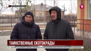 В Хромтау массово пропадает скот