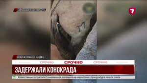 В Карагандинской области задержали подозреваемого в скотокрадстве