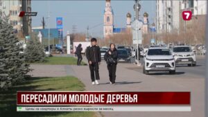 В Атырау вырубили молодые деревья на площади