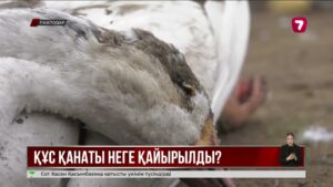 Павлодар облысында үй құстарының қырылу себебі анықталып жатыр