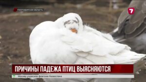 В Павлодарской области расследуют массовую гибель птиц