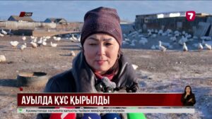 СҚО-да Шаховское ауылында бірнеше мың қаз өліп қалған