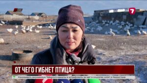 В Шаховском массово погибла домашняя птица, жители требуют компенсации