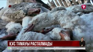 Құсы қырылған СҚО кәсіпкерлеріне ешқандай өтемақы төленбейді