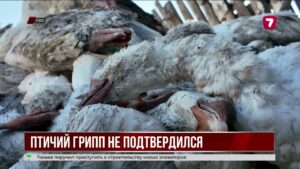 Причина гибели гусей в СКО неизвестна
