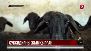 Түркістан облысында субсидия жымқырғандар сотталды