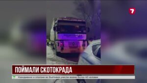 Под Астаной раскрыли кражу лошадей