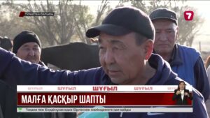 Бәйдібек ауданында өрістегі малды қасқыр қырып барады