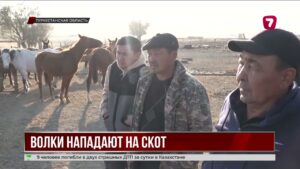 В Туркестанской области волки нападают на скот