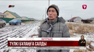 СҚО-да баланы түлкі талай жаздады