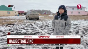 В Бесколе лиса напала на школьника