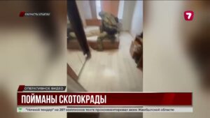 В Улытауской области раскрыли банду скотокрадов