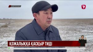 Абай облысында қасқыр қаптады