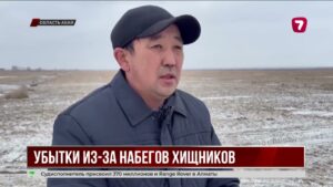 В Абайской области волки наносят фермерам убытки свыше 162 млн тенге