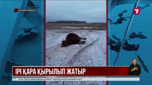Ақмола облысында төтенше жағдай: үш күнде 33 ірі қара қырылды