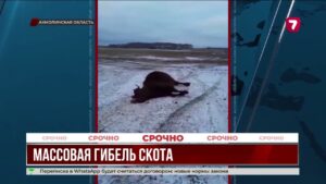 В Акмолинской области массово погиб скот