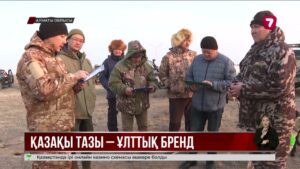 Алматы облысында қазақы тазылардың аңшылық қабілеті сыналды