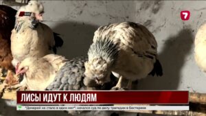 В Акмолинской области лисы с бешенством нападают на людей