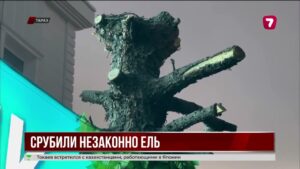 В Таразе предприниматель незаконно срубил большую голубую ель
