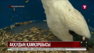 Мұзға жабысып қалған аққуларды ауыл азаматы құтқарып қалды