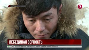 В Павлодарской области два лебедя выжили в морозы, не расставшись друг с другом